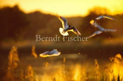 Lachmwen fliegend Weiher Schilf  - Zum Vergroessern klicken!