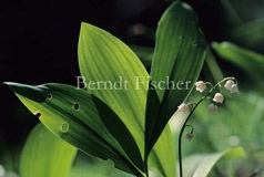 Maigl�ckchen - Zum Vergroessern klicken!