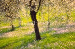 Kirschgarten Streuobstwiese blhender Kirschbaum - Zum Vergroessern klicken!