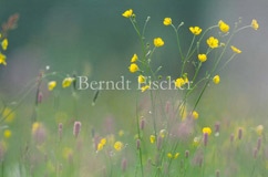 Feuchtwiese Hahnenfu Hahnenfuss - Zum Vergroessern klicken!