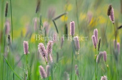 Schlangen-Kn�terich Gr�ser Feuchtwiese - Zum Vergroessern klicken!