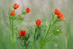 Sommer-Adonisr�schen - Zum Vergroessern klicken!
