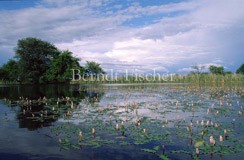 verlandeter Weiher Wasser-Knterich - Zum Vergroessern klicken!
