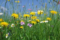 Bunte Wiese Glockenblume Wiesen-Bocksbart - Zum Vergroessern klicken!
