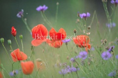 Klatschmohn Kornblume - Zum Vergroessern klicken!