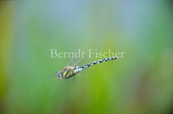 Herbstmosaikjunger Libelle fliegend Flug - Zum Vergroessern klicken!