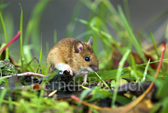 Gelbhalsmaus - Zum Vergroessern klicken!