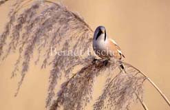 Bartmeise  - Zum Vergroessern klicken!