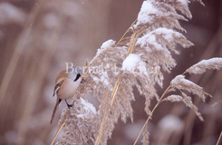 Bartmeise  - Zum Vergroessern klicken!