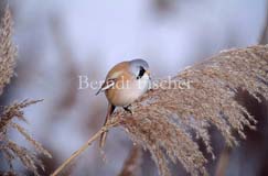 Bartmeise - Zum Vergroessern klicken!
