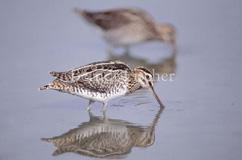 Bekassine - Zum Vergroessern klicken!