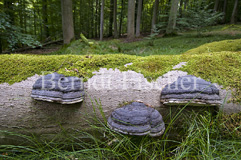 Steigerwald - Zum Vergroessern klicken!