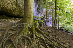 Buche Wurzeln Felsen Jura - Zum Vergroessern klicken!