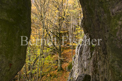 Felsschlucht Laubwald - Zum Vergroessern klicken!