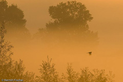 Nebel  - Zum Vergroessern klicken!