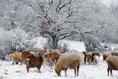 Steigerwald  - Zum Vergroessern klicken!