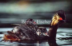 Schwarzhalstaucher schwimmend Kken  - Zum Vergroessern klicken!
