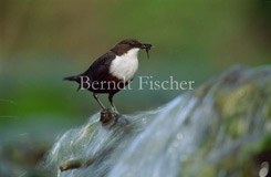 Wasseramsel Bach Lillach Jura  - Zum Vergroessern klicken!