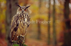 Uhu Eule sitzend Auge Federbschel  - Zum Vergroessern klicken!