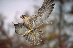Wanderfalke Flug fliegend - Zum Vergroessern klicken!