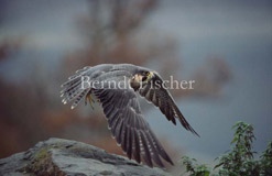 Wanderfalke Flug fliegend  - Zum Vergroessern klicken!