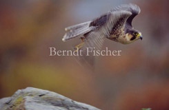 Wanderfalke fliegend Flug Fels - Zum Vergroessern klicken!