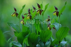 Frauenschuh Orchidee Gruppe - Zum Vergroessern klicken!