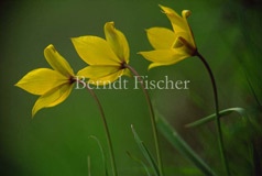 Wildtulpe Weinbergstulpe Anmut Gelb - Zum Vergroessern klicken!