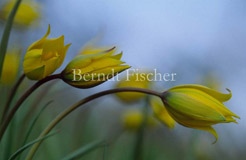 Wildtulpe Weinbergstulpe Anmut Gelb - Zum Vergroessern klicken!