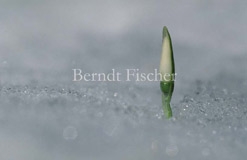 Schneeglckchen Frhblher Schnee - Zum Vergroessern klicken!