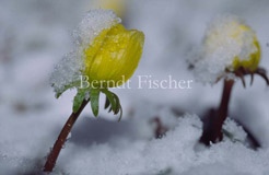 Winterling Fr�hbl�her - Zum Vergroessern klicken!