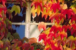 Dorf,Fenster Herbstlaub Wilder Wein - Zum Vergroessern klicken!