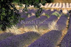 Lavendel Gr�ser Baum - Zum Vergroessern klicken!