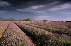 Lavendelfeld Gewitter Valensole Provence - Zum Vergroessern klicken!