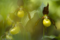 Frauenschuh  - Zum Vergroessern klicken!
