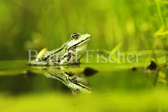 Gr�nfrosch - Zum Vergroessern klicken!