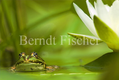 Grnfrosch - Zum Vergroessern klicken!