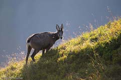 G�mse - Zum Vergroessern klicken!