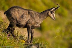 Gmse - Zum Vergroessern klicken!