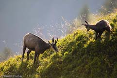 Gmse - Zum Vergroessern klicken!