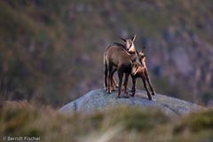 G�msen - Zum Vergroessern klicken!