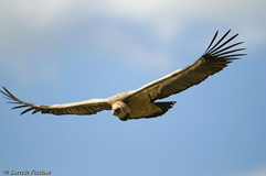 Gnsegeier - Zum Vergroessern klicken!