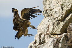 G�nsegeier  - Zum Vergroessern klicken!