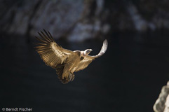 G�nsegeier  - Zum Vergroessern klicken!