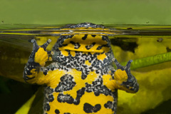 Gelbbauchunke - Zum Vergroessern klicken!