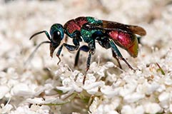 Goldwespe  - Zum Vergroessern klicken!