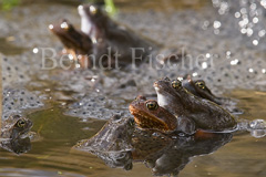 Grasfrosch - Zum Vergroessern klicken!