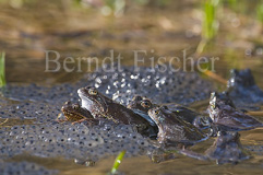 Grasfrosch  - Zum Vergroessern klicken!