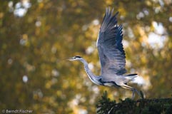 Graureiher - Zum Vergroessern klicken!