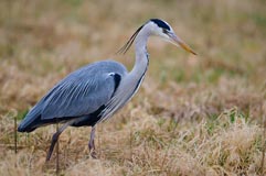 Graureiher  - Zum Vergroessern klicken!